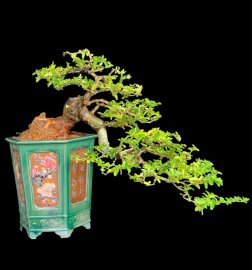 Nhất kim nhì nguyệt
