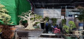 Mai chiếu thủy nu gò công