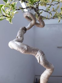 Hoa giấy ghép Cẩm Thạch tím...