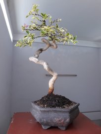 Hoa giấy ghép Cẩm Thạch tím...