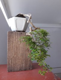 Em Nguyệt lá rí kiểu đổ treo...