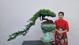 Ngọa tùng 1,5 mét. Như mái tóc nàng thơ