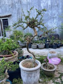 Sam núi hoa hàng co lắc điệu giao lưu 