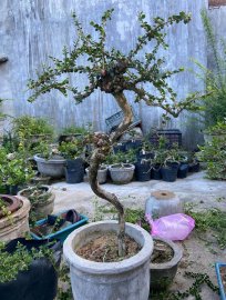 Sam núi hoa hàng co lắc điệu giao lưu 