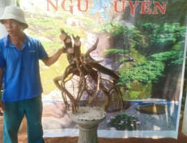 Kim tiền...gl ae