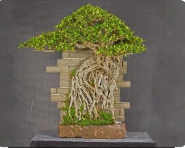 Kim tiền...gl ae