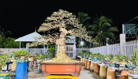 Trực quân tử