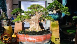 Mai chiếu thủy