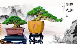 Mai chiếu thủy