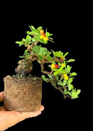 Hải châu sông cầu