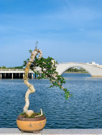 Tác phẩm duối khai thác văn nhân mini già cụ