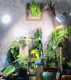 LGL đèn quang hợp, đèn trồng cây
