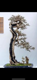 Kim Tiền 1,2m
