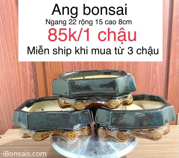 Ang Bonsai
