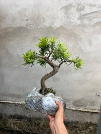 Vài trăm cho cụ Tùng già