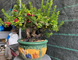 Hải châu sông cầu lá nhỏ trái tròn