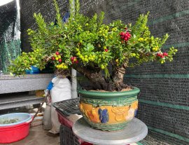 Hải châu sông cầu lá nhỏ trái tròn