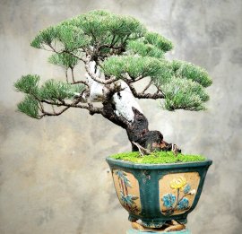 Phi lao, dương cây lâu năm tàn mịn dáng nghệ thuật