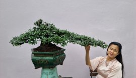 Cẩm thị tàn rin thuần chậu 2 năm giao lưu anh em