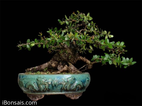 Cái củ châu sông cầu này kì cục ghê
