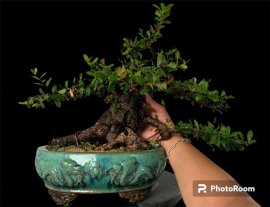 Cái củ châu sông cầu này kì cục ghê