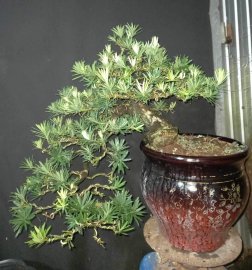 Cây tùng bonsai già