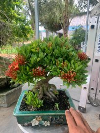 Trang đỏ Full hoa