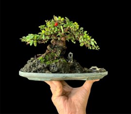 Củ mini hải châu mini già đã hiếm rồi