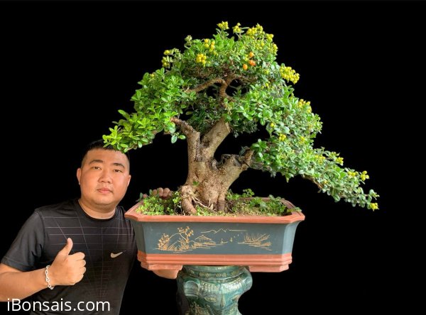Hải châu