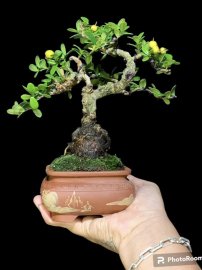 Củ tuy không to nhưng được cái dễ thương