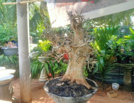 Cây sơn trắng đẹp