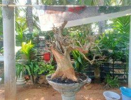 Cây sơn trắng đẹp
