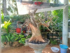 Cây sơn trắng đẹp
