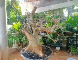 Cây sơn trắng đẹp