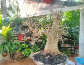 Cây sơn trắng đẹp
