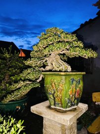 Tác phẩm sam núi trái