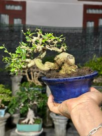 Vietnamese blue bell tree