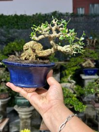 Vietnamese blue bell tree
