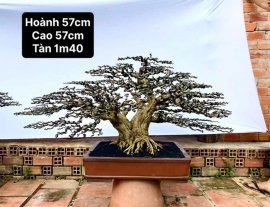 Linh sam song hinh