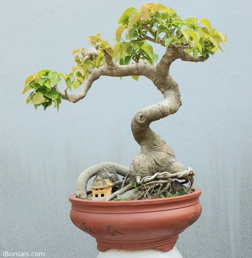 Bodhi mini tree