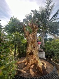 Streblus asper Lour tree