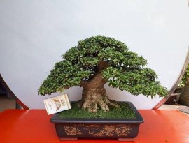 Trung nu