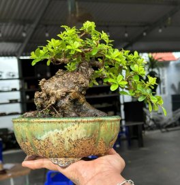 Scopolia nana tree