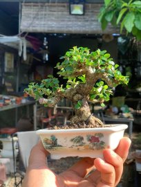 Antidesma acidum mini tree 10cm