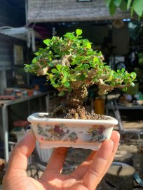 Antidesma acidum mini tree 10cm