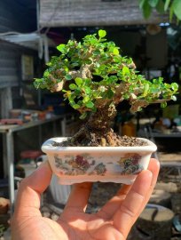 Antidesma acidum mini tree 10cm