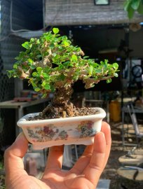 Sam núi trái trực lắc mini 10cm