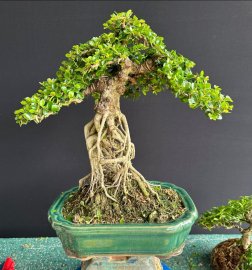 Antidesma acidum tree