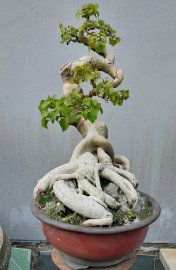 Bodhi Tree