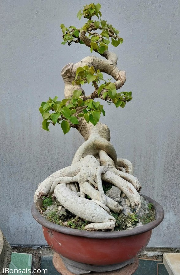 Bodhi Tree